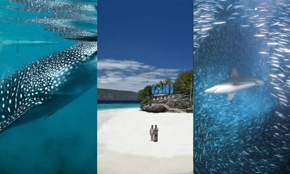 whale shark sumilon sandbar pescador