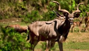 Antelopes in Cebu Safari