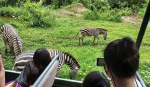 Kids on a Tram watching Zebras