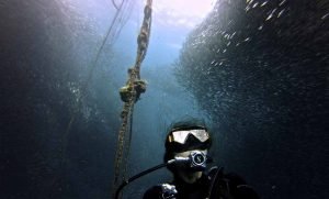 Sardine Run In Moalboal