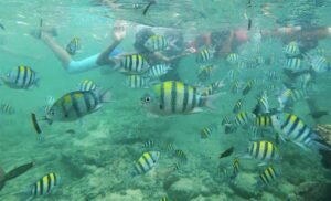 Snorkeling in Mactan Cebu